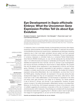 Eye Development in Sepia Officinalis Embryo: What the Uncommon Gene