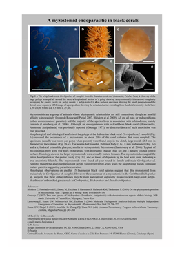 A Myzostomid Endoparasitic in Black Corals