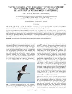 Soft-Plumaged Petrel Pterodroma Mollis and Clarification of Polymorphism in the Species