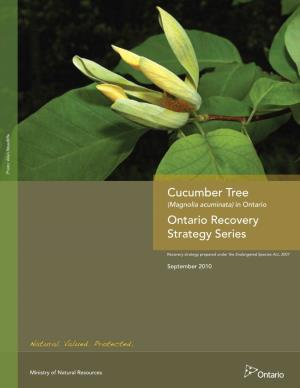 Recovery Strategy for the Cucumber Tree (Magnolia Acuminata) in Ontario
