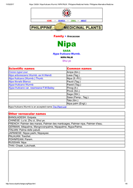 Nipa / SASA / Nipa Fruticans Wurmb./ NIPA PALM : Philippine Medicinal Herbs / Philippine Alternative Medicine