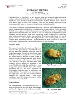 PLS 10 Cupboard Beetles (Pdf)
