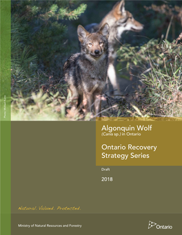 DRAFT Recovery Strategy for the Algonquin Wolf (Canis Sp.)