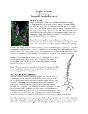 Purple Loosestrife Lythrum Salicaria L. Loosestrife Family (Lythraceae)