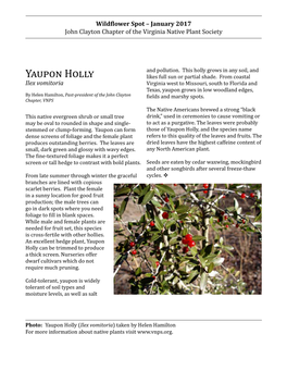 Yaupon Holly, and the Species Name Dense Screens of Foliage and the Female Plant Refers to This Quality of the Leaves and Fruits