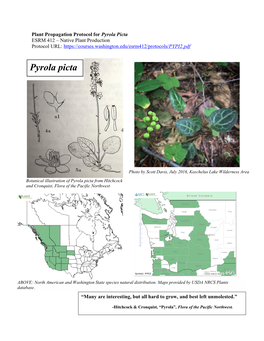 Pyrola Picta ESRM 412 – Native Plant Production Protocol URL