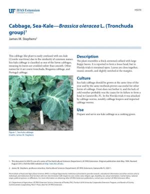 Cabbage, Sea-Kale—Brassica Oleracea L. (Tronchuda Group)1 James M