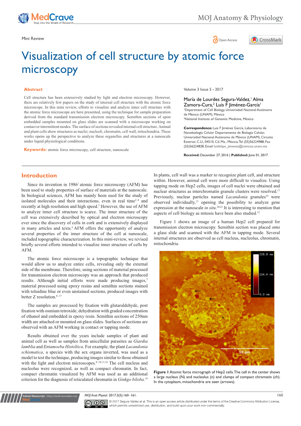 Visualization of Cell Structure by Atomic Force Microscopy