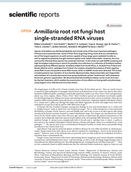 Armillaria Root Rot Fungi Host Single-Stranded RNA Viruses