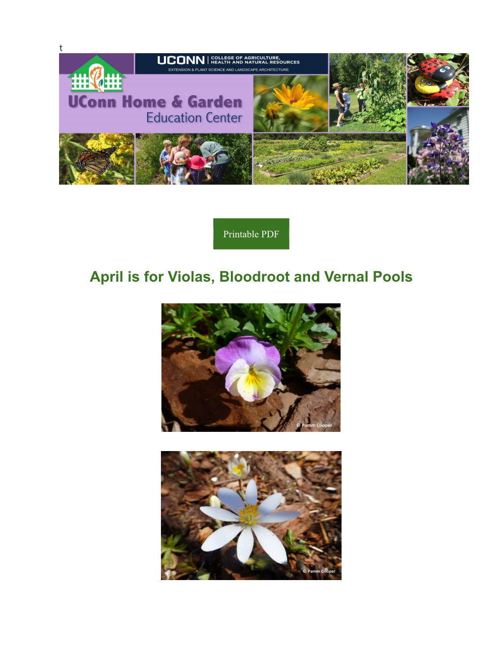 April Is for Violas, Bloodroot and Vernal Pools