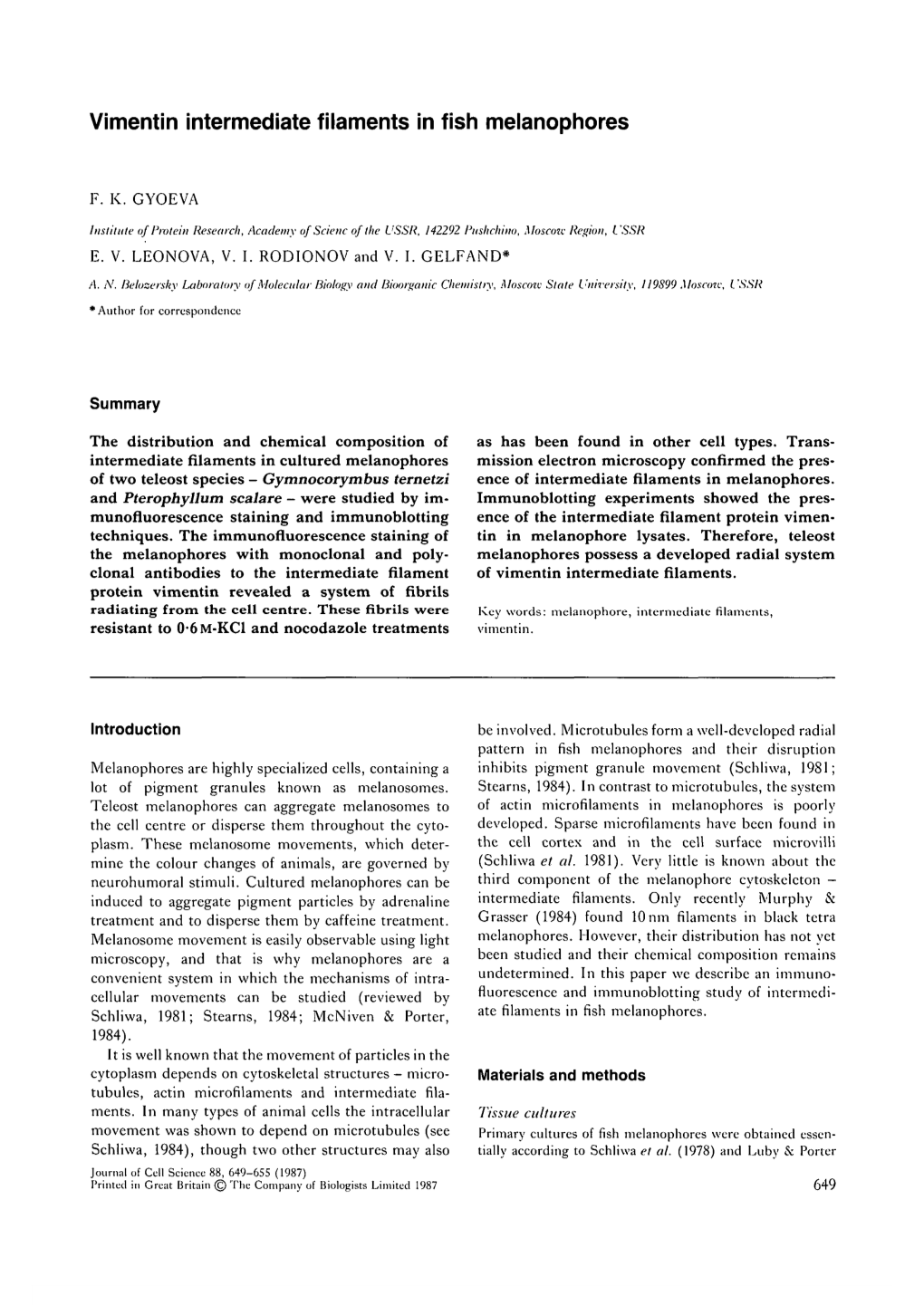 Vimentin Intermediate Filaments in Fish Melanophores