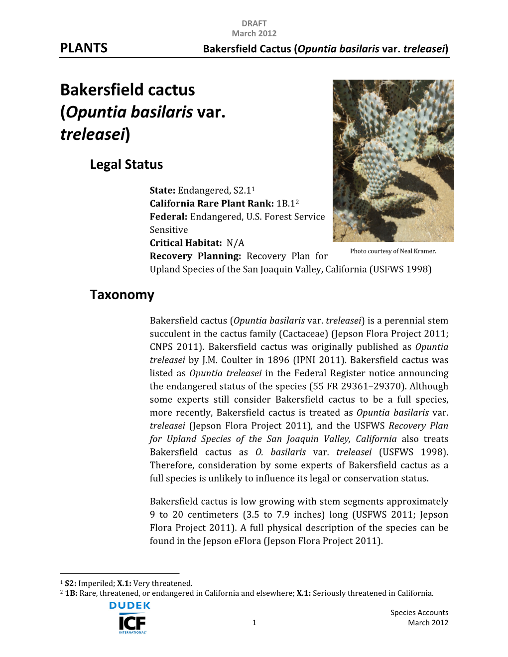 Bakersfield Cactus (Opuntia Basilaris Var. Treleasei)