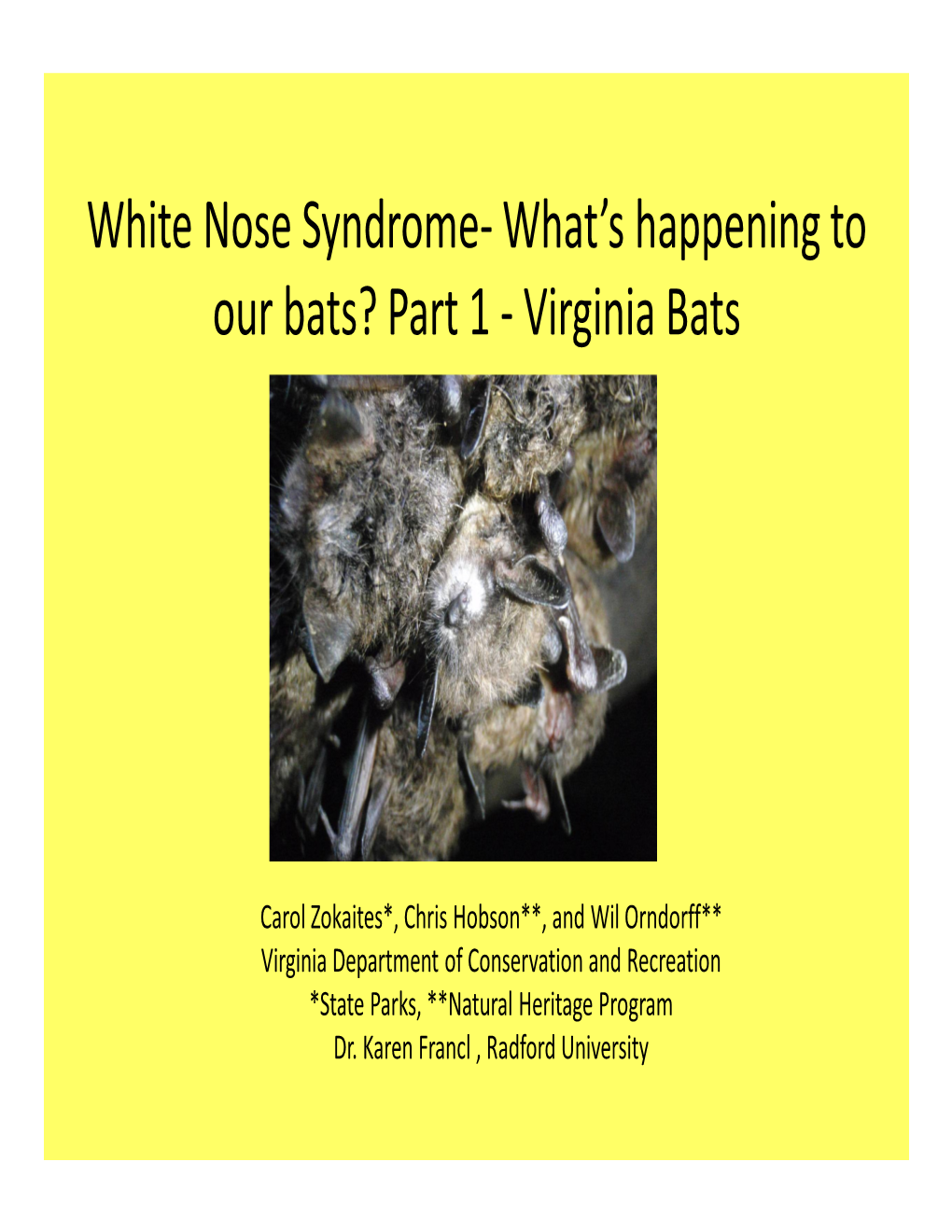 Virginia Bats