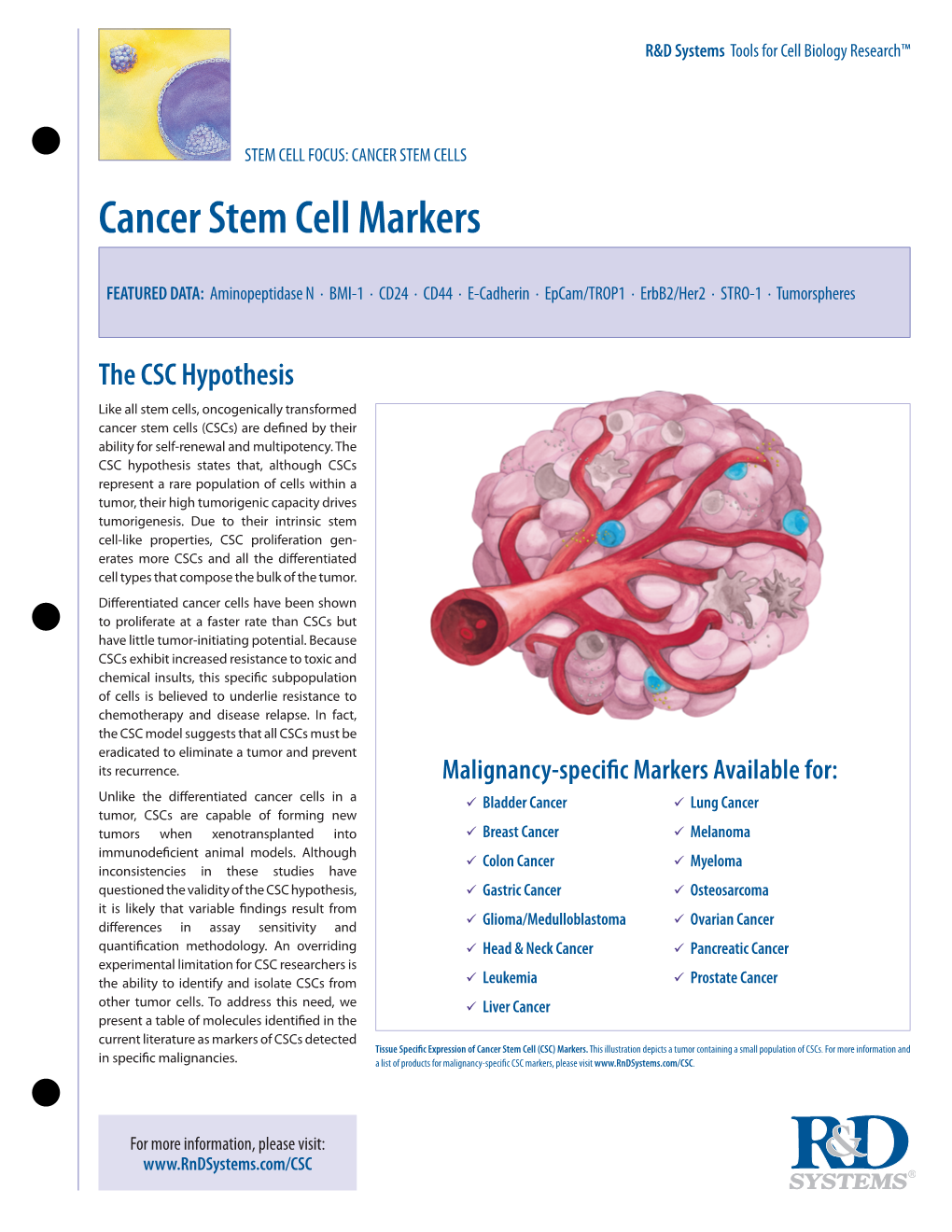 Cancer Stem Cell Markers