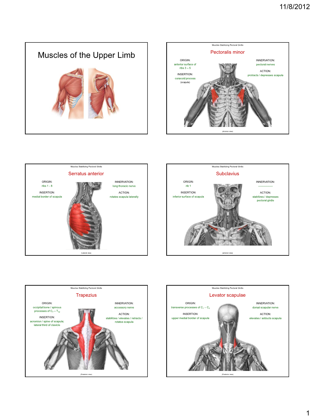 Muscles of the Upper Limb.Pdf