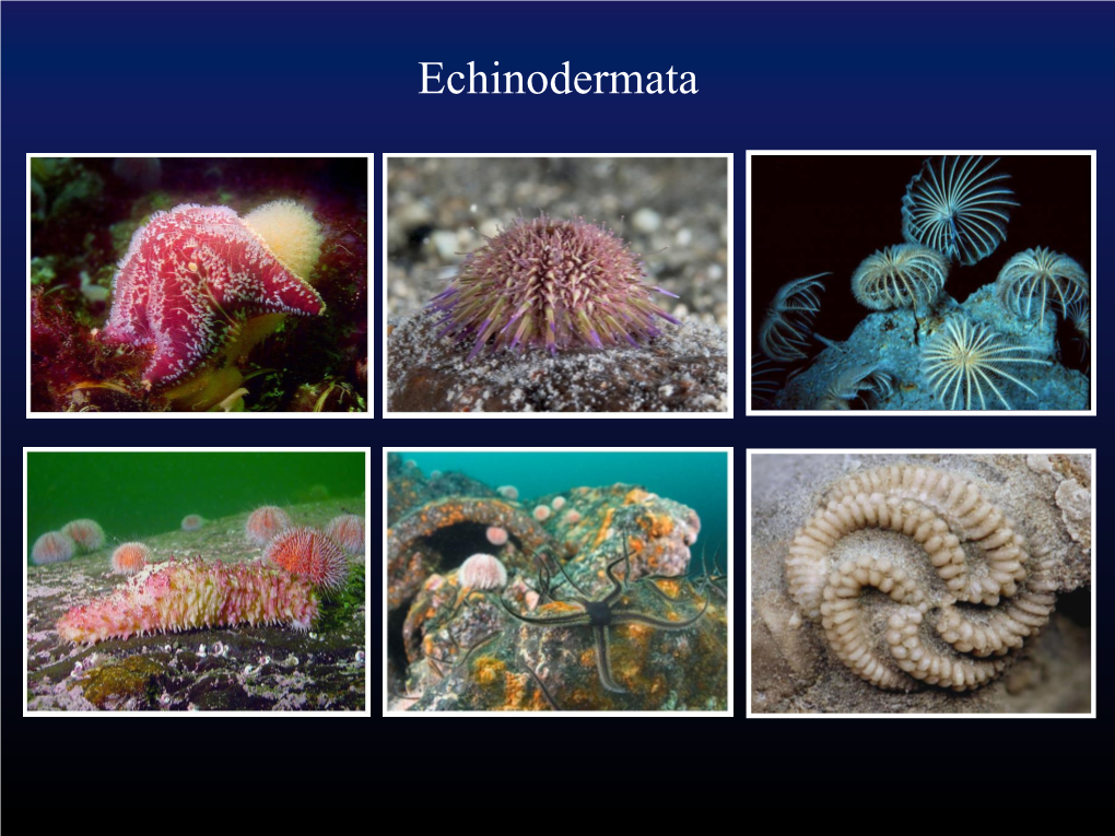 Echinodermata Echinodermata Стенка Тела Скелет И Его Производные Скелет