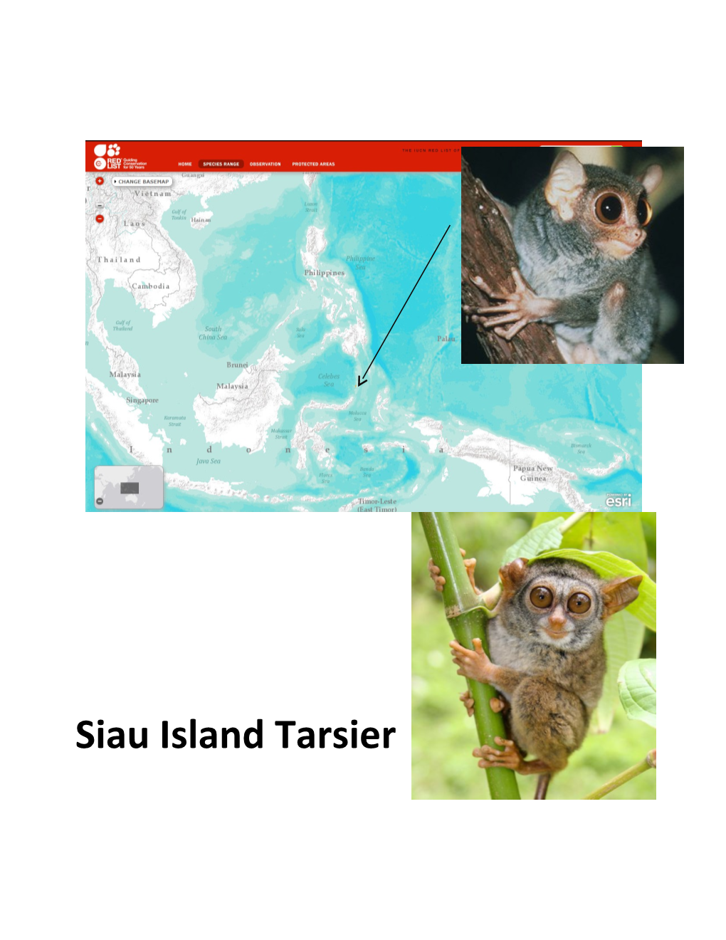 We Live in the Forests on the Tiny Island in Indonesia Named Siau Island. We Are Carnivorous