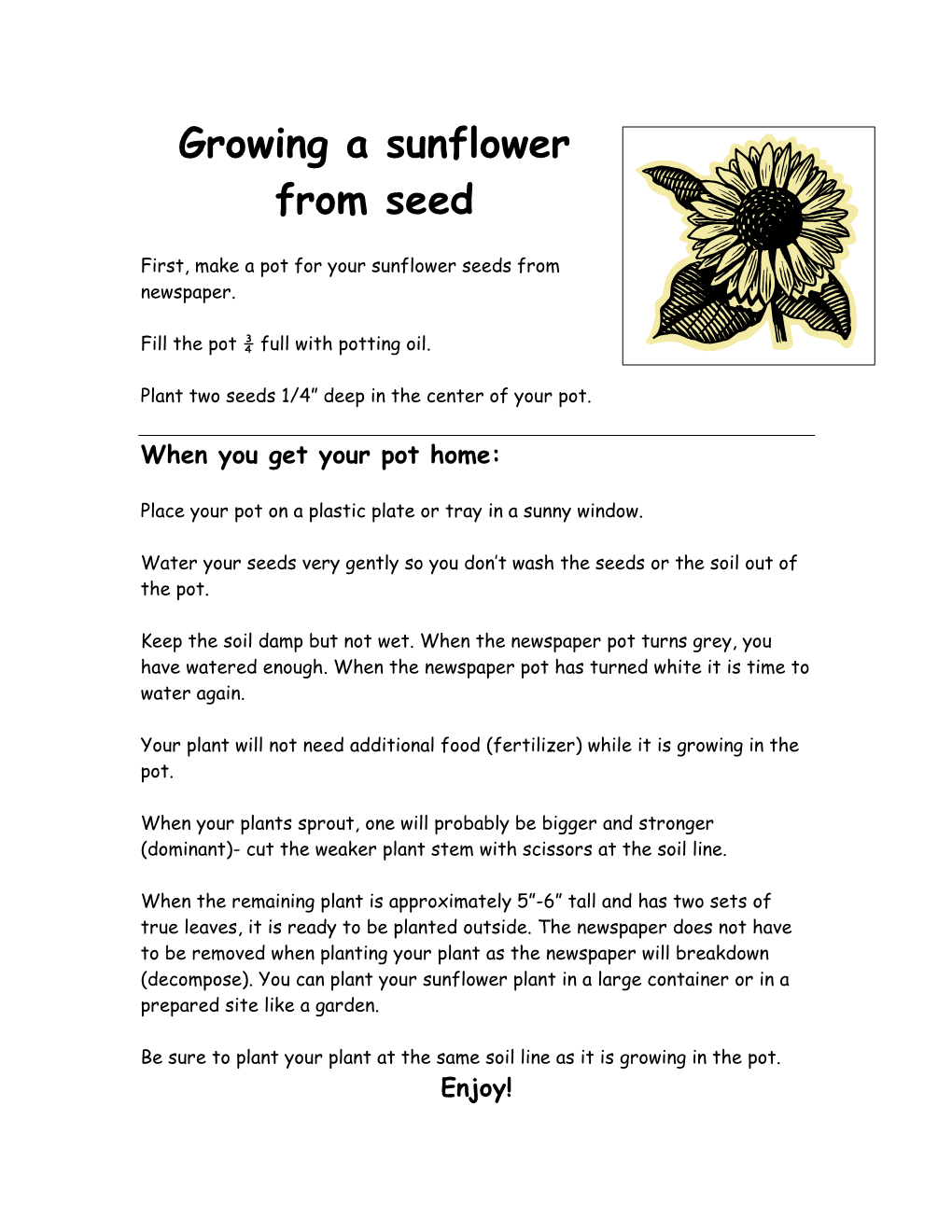 Growing a Sunflower from Seed