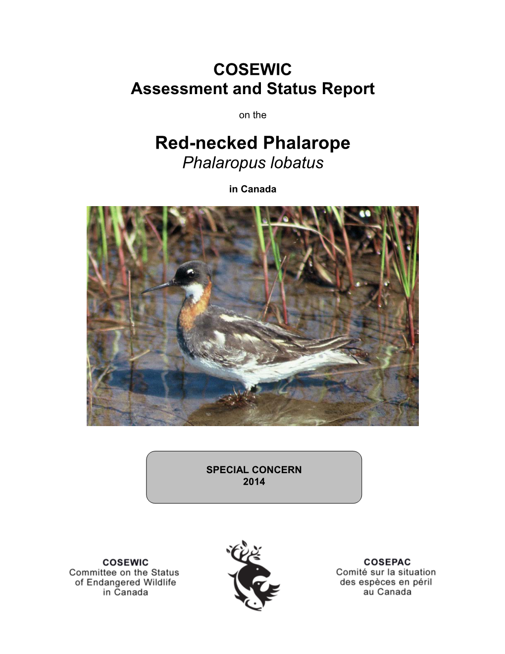 Red-Necked Phalarope,Phalaropus Lobatus