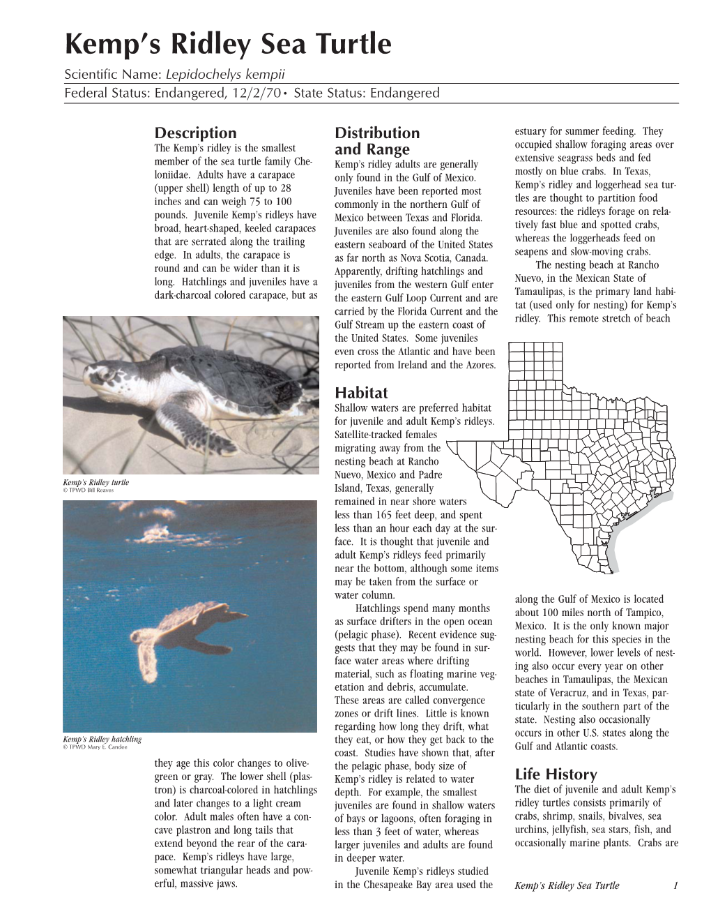 Kemp's Ridley Sea Turtle