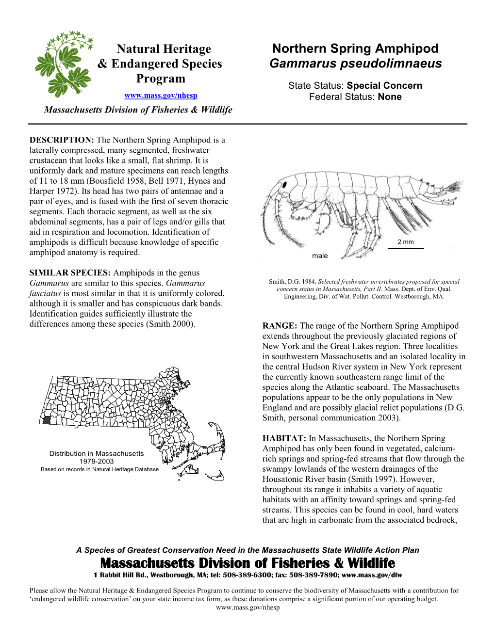 Northern Spring Amphipod Gammarus Pseudolimnaeus