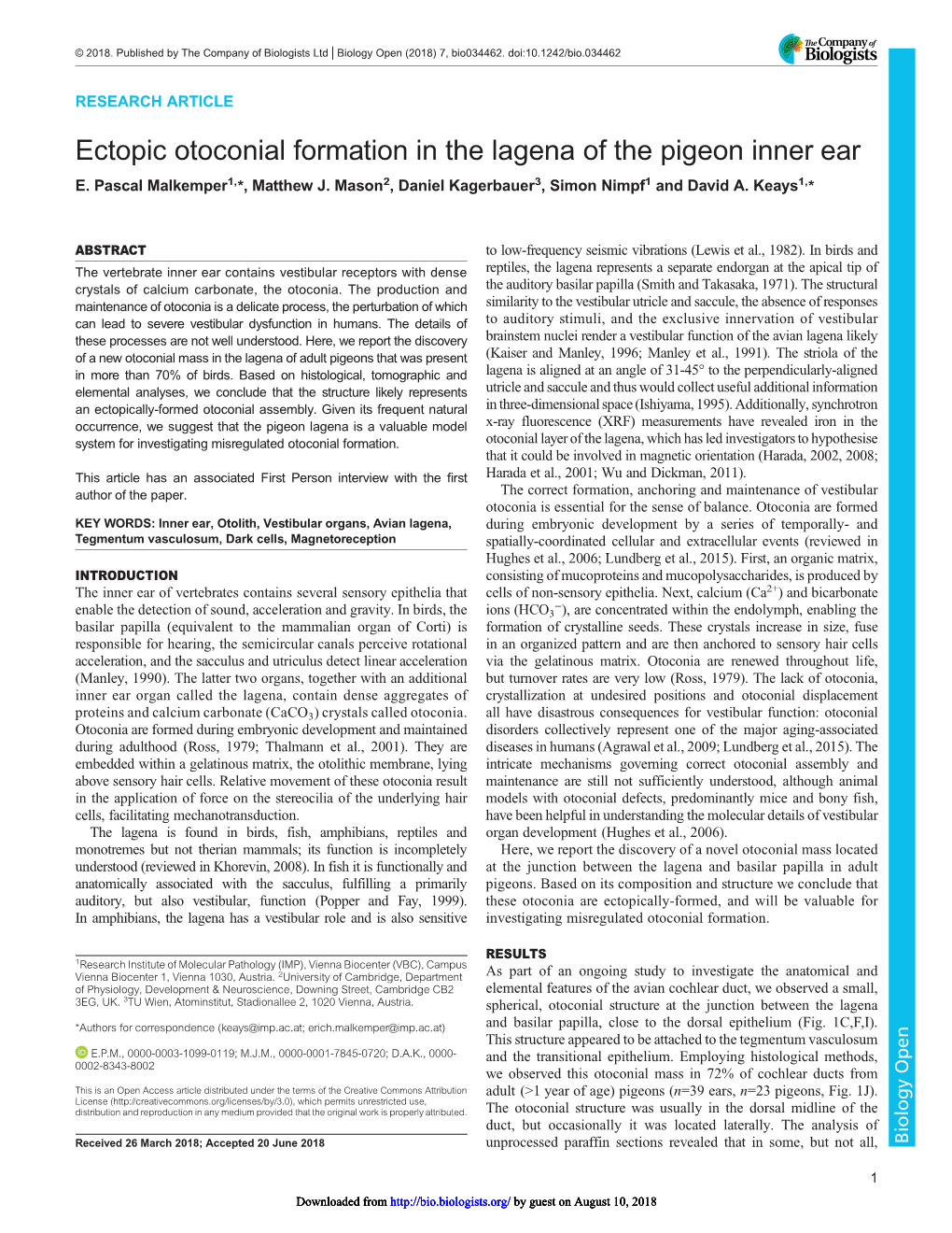 Ectopic Otoconial Formation in the Lagena of the Pigeon Inner Ear E