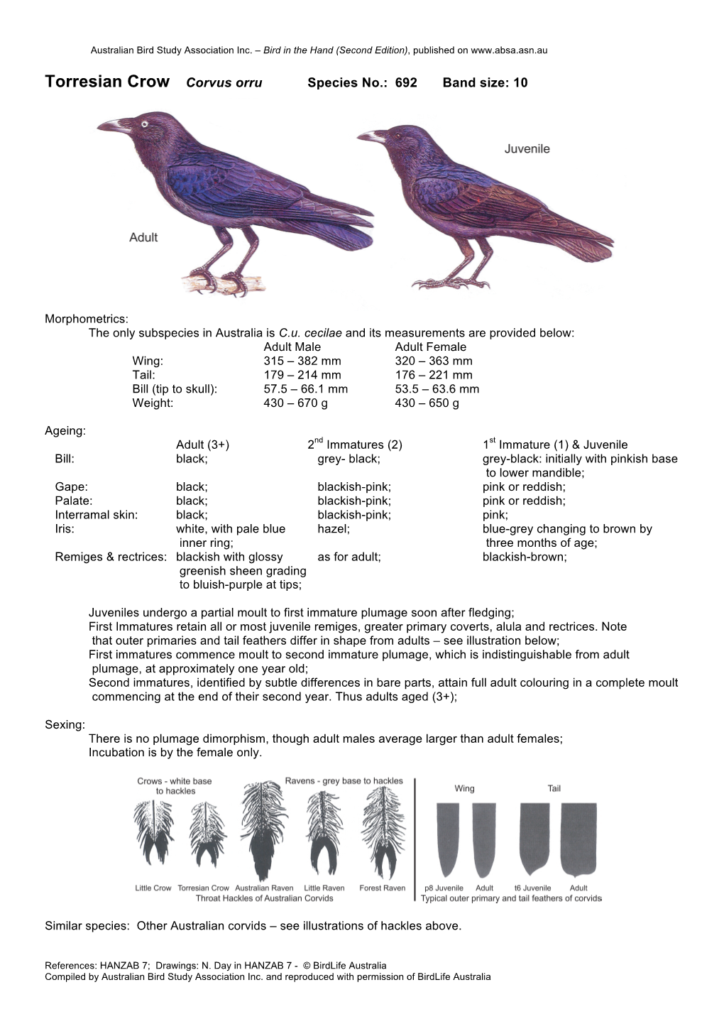 Torresian Crow Corvus Orru Species No.: 692 Band Size: 10