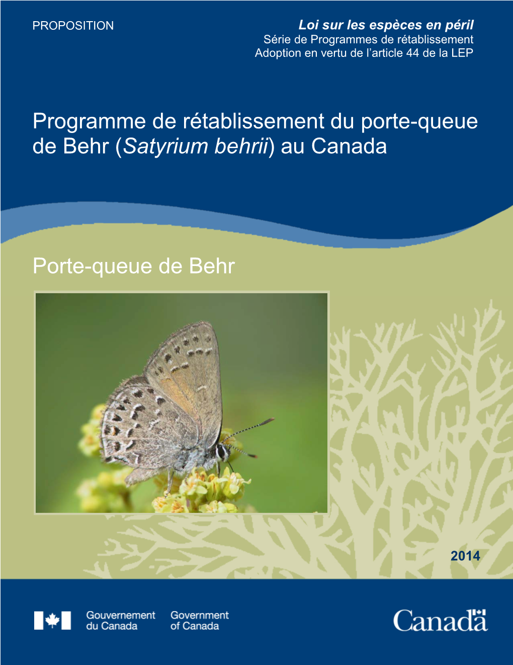 Porte-Queue De Behr (Satyrium Behrii) Au Canada