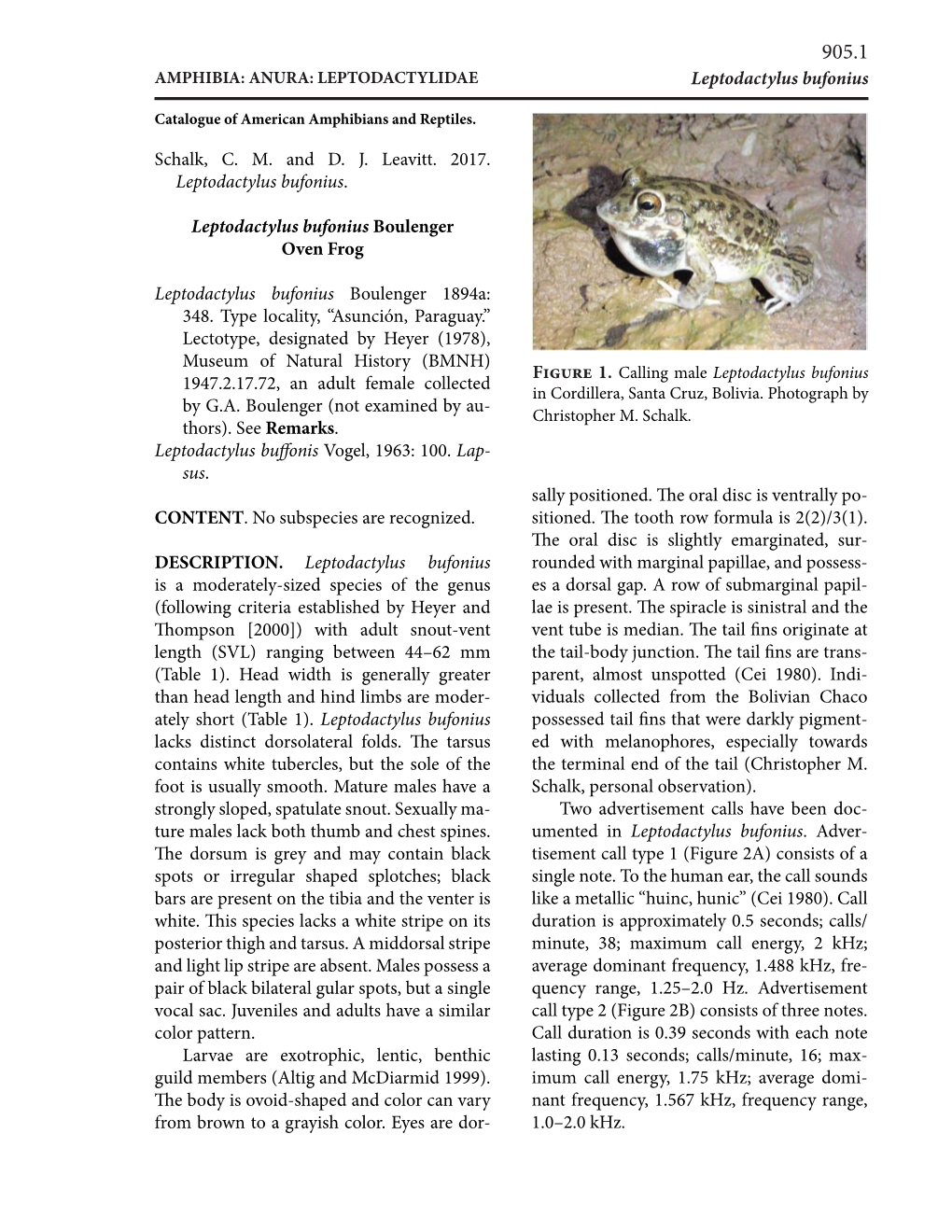 Leptodactylus Bufonius Sally Positioned. the Oral Disc Is Ventrally