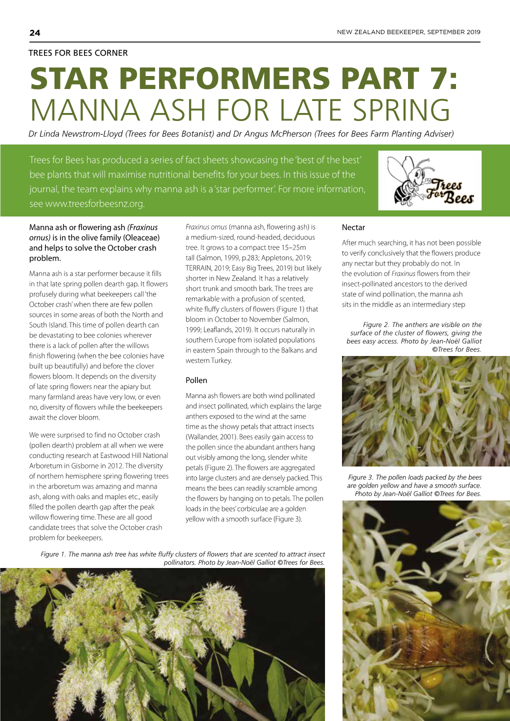 MANNA ASH for LATE SPRING Dr Linda Newstrom-Lloyd (Trees for Bees Botanist) and Dr Angus Mcpherson (Trees for Bees Farm Planting Adviser)