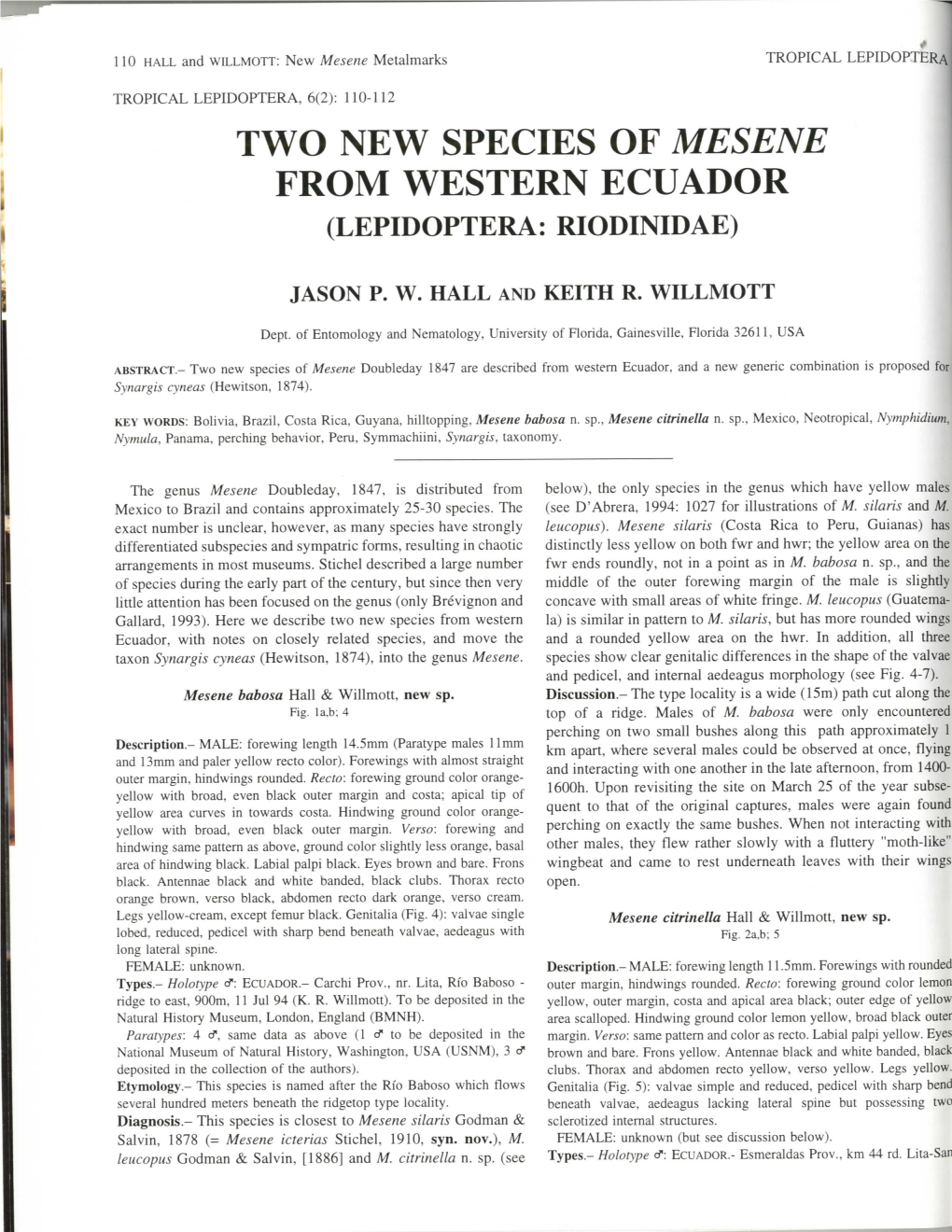 Two New Species of Mesene from Western Ecuador (Lepidoptera: Riodinidae)