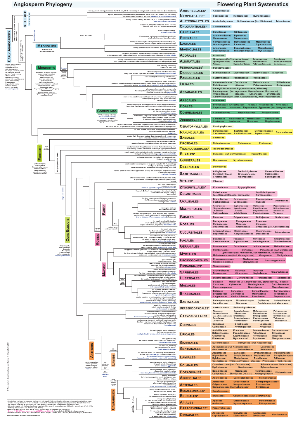 Angiosperm Phylogeny Flowering Plant Systematics