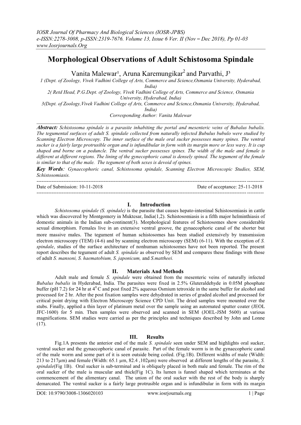 Morphological Observations of Adult Schistosoma Spindale