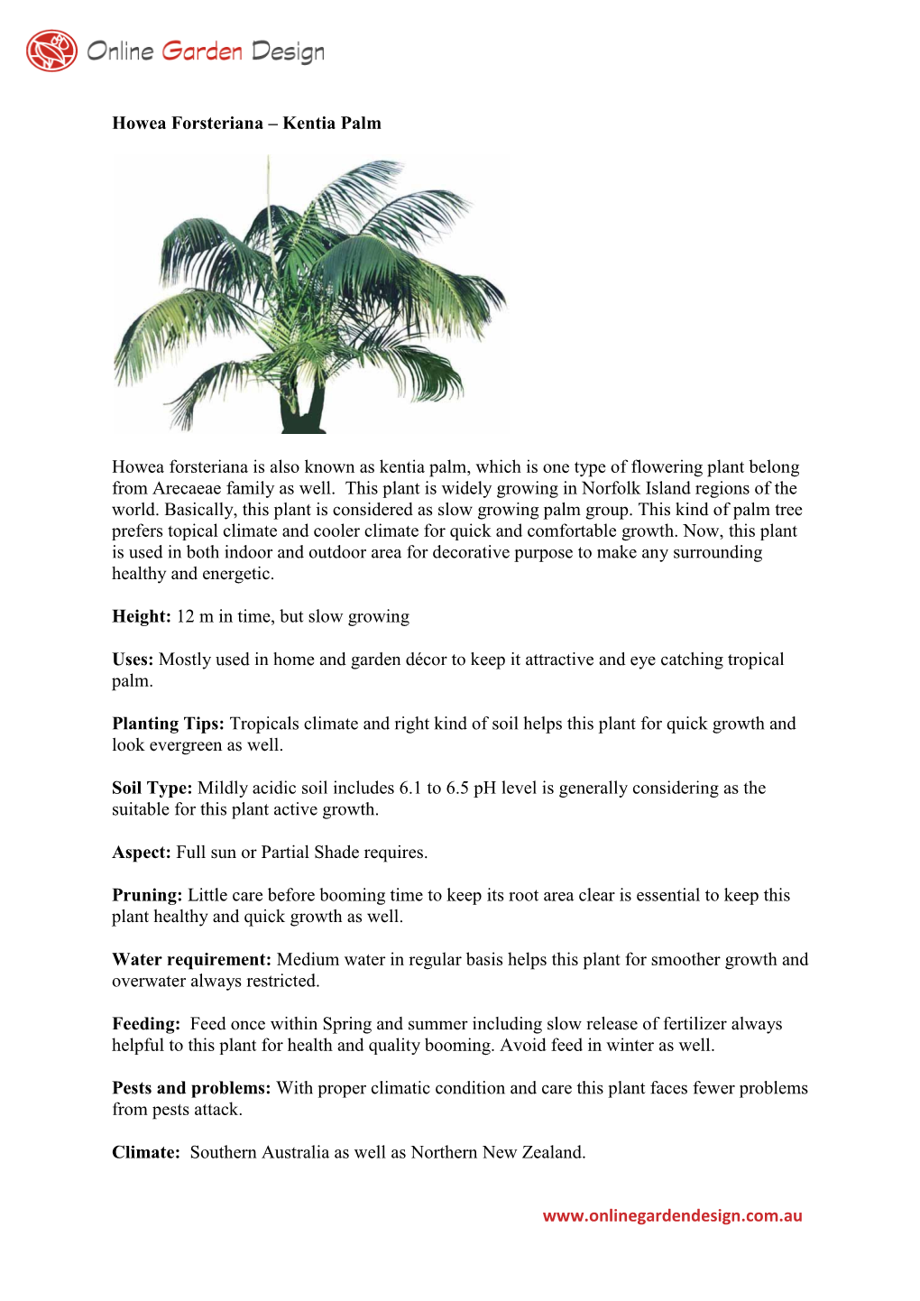 Howea Forsteriana – Kentia Palm
