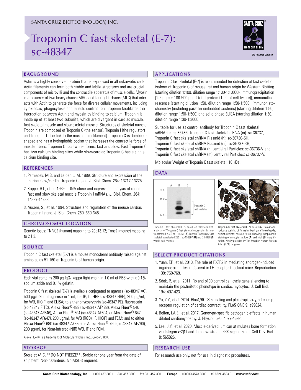 Troponin C Fast Skeletal (E-7): Sc-48347