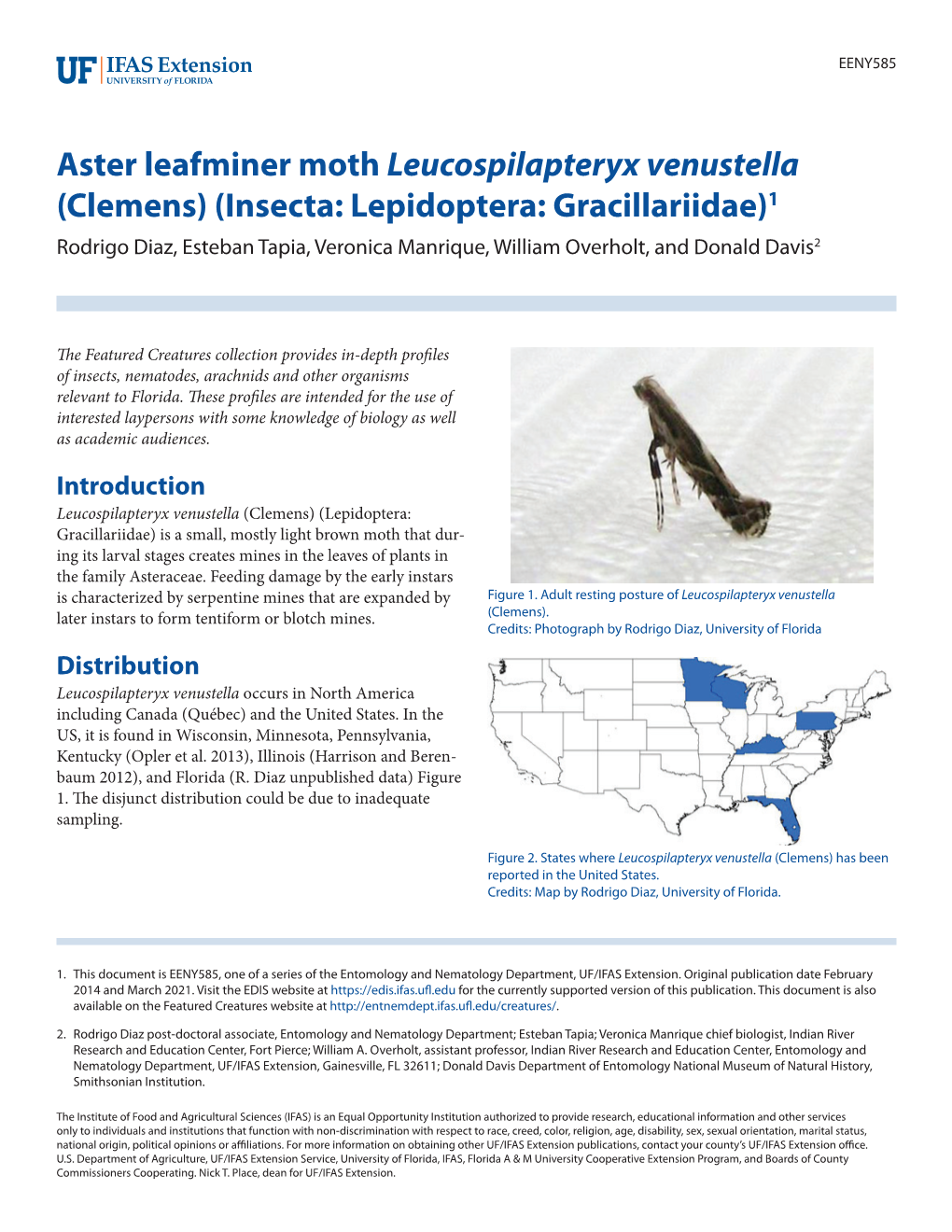 Aster Leafminer Moth Leucospilapteryx Venustella (Clemens) (Insecta