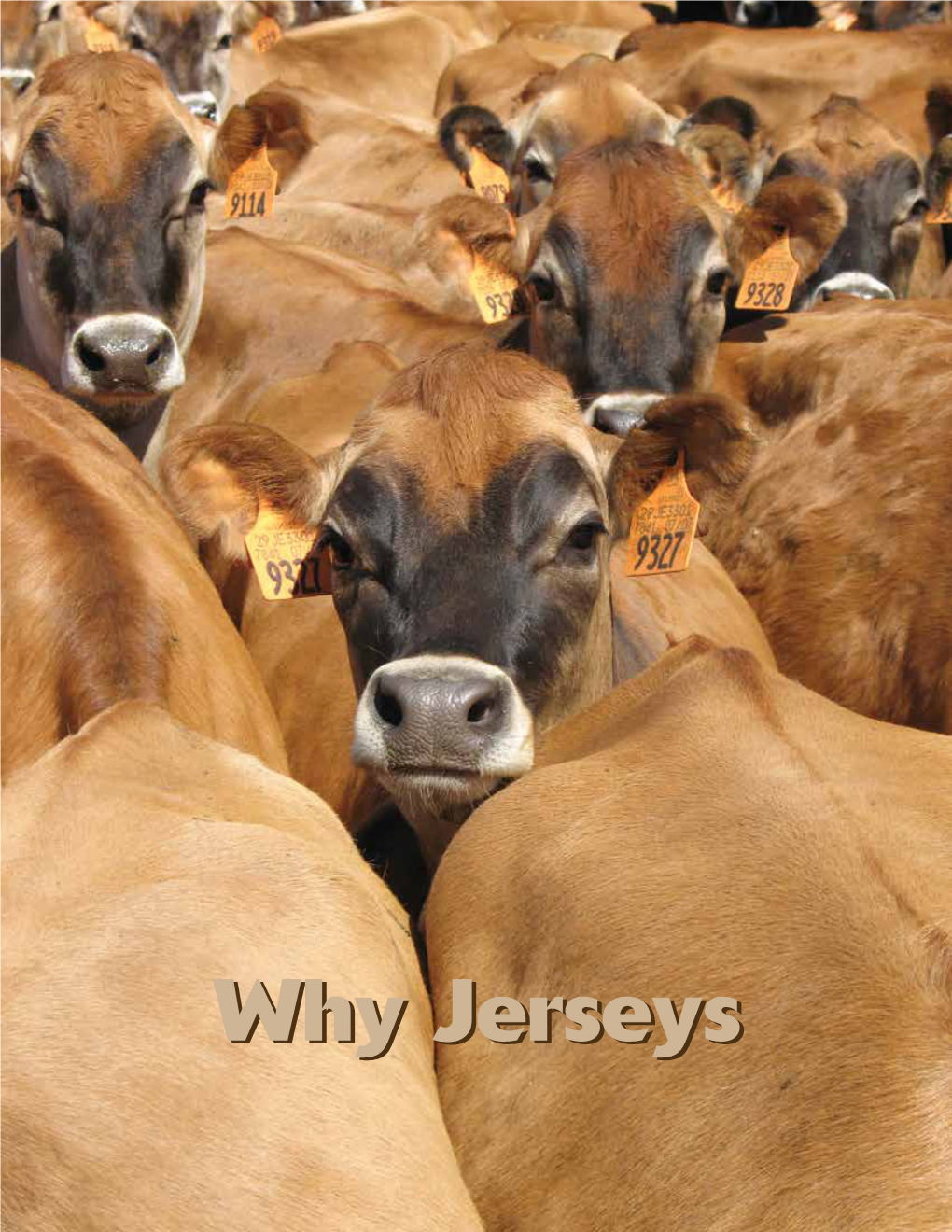 Why Jerseysjerseys the Smaller, More Efficient Jersey Cow Is the Solution to the Challenges of Profitability and Sustainability Confronting Dairy Business Owners