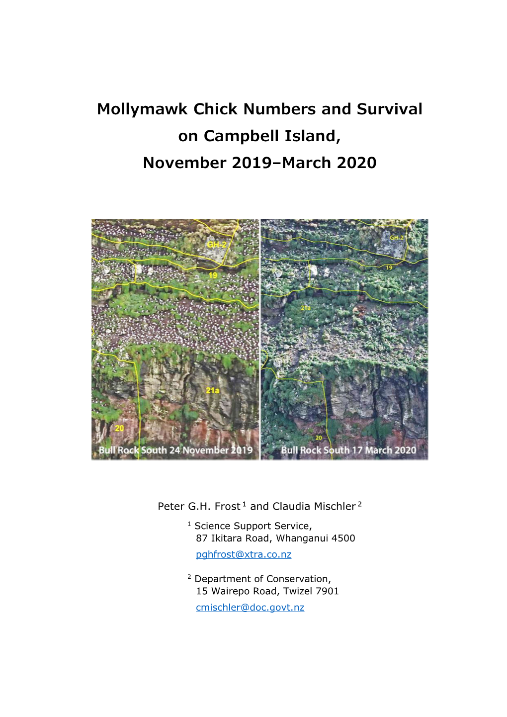 Mollymawk Chick Numbers and Survival on Campbell Island, November 2019–March 2020