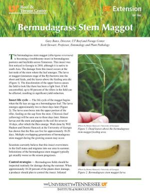 Bermudagrass Stem Maggot