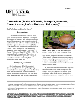 Camaenidae (Snails) of Florida, Zachrysia Provisoria, Caracolus Marginellus (Mollusca: Pulmonata)1
