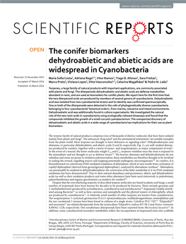The Conifer Biomarkers Dehydroabietic and Abietic Acids Are Widespread in Cyanobacteria