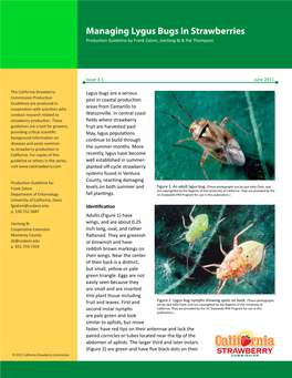 Managing Lygus Bug in Strawberries