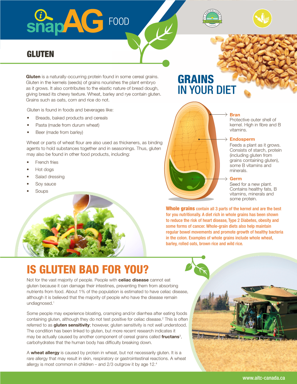 Grains in Your Diet Is Gluten Bad for You?