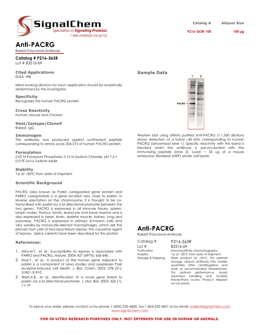 Anti-PACRG Rabbit Polyclonal Antibody