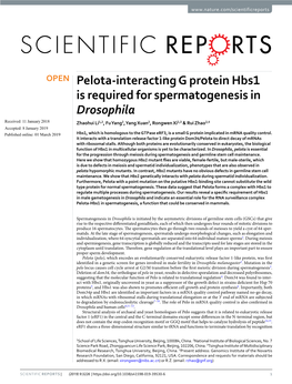 Pelota-Interacting G Protein Hbs1 Is Required for Spermatogenesis In