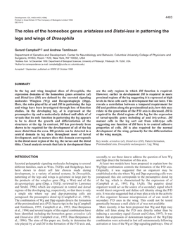 The Roles of the Homeobox Genes Aristaless and Distal-Less In