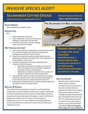 Invasive Species Alert! Salamander Chytrid Disease