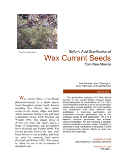 Wax Currant Seeds from New Mexico