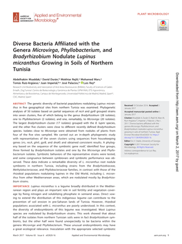 Diverse Bacteria Affiliated with the Genera Microvirga, Phyllobacterium