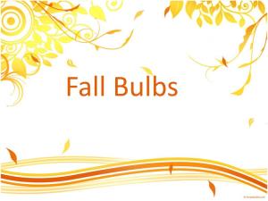 Fall Bulbs More Than ‘Bulbs’…